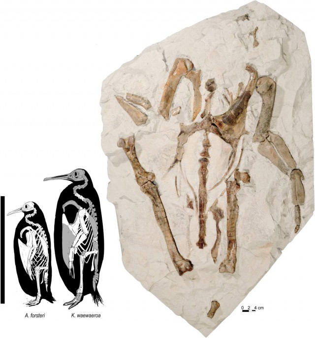 Зліва: порівняння розмірів імператорського пінгвіна та Kairuku waewaeroa; справа: скам'янілий Kairuku waewaeroa 